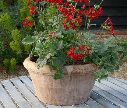 Catino Liscio terracotta pot Catino Liscio terracotta pot