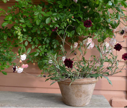 Pot en terre cuite Liscio Pot en terre cuite Liscio